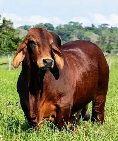 Servicios Profesionales y Campo | Clasificados Gratis | FluxoMarket